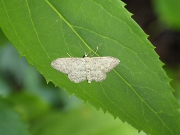 Small dusty Wave - Idaea seriata, species information page