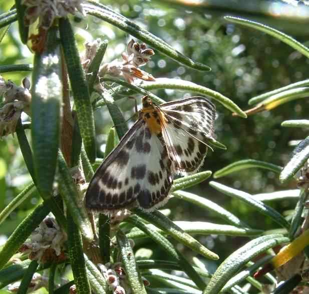 Small Magpie moth - Anania hortulata, species information page