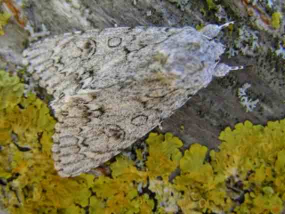Sycamore moth - Acronicta aceris, species information page, photo licensed for reuse CCASA3.0