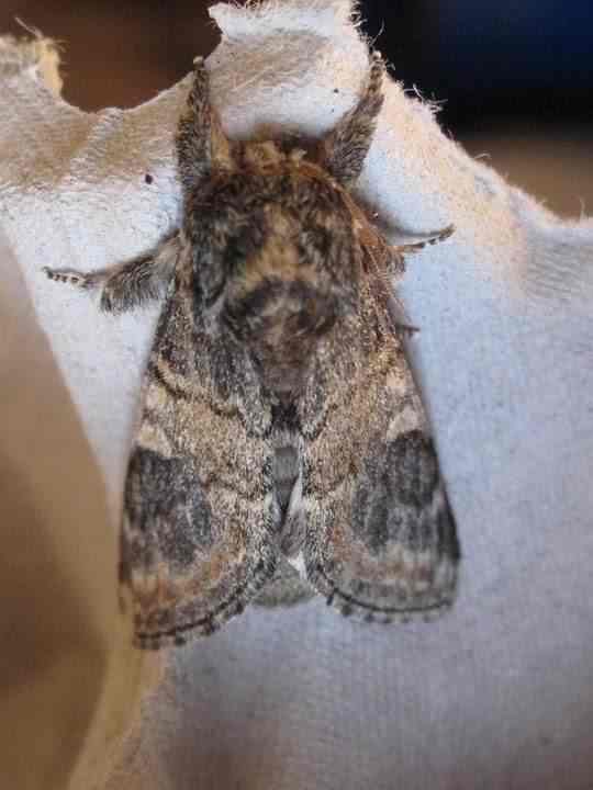 Three-humped prominent - Notodonta tritophus, click for a larger image, photo licensed for reuse CCASA3.0