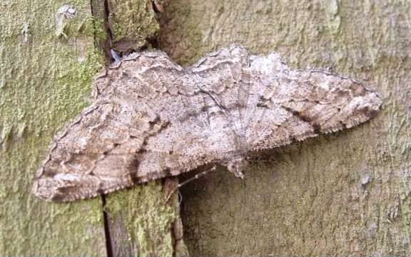 Willow Beauty - Peribatodes rhomboidaria