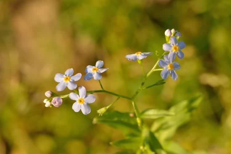 Water Forget-me-not - Myosotis scorpioides, species information page