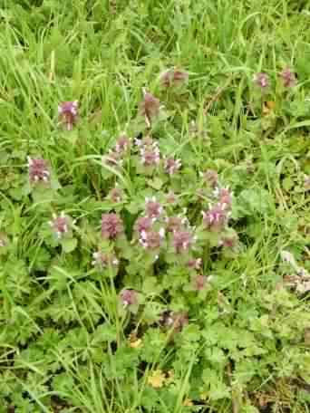 Red Dead-nettle - Lamium purpureum, click for a larger image