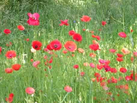 Common Poppy - Papaver rhoeas, click for a larger image
