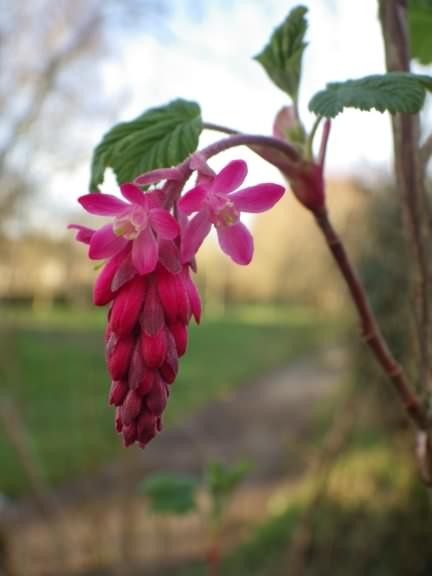 Red Flowering Currant - Ribes Sanguineum, click for a larger image