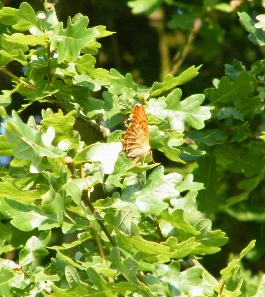 Silver Washed Fritillary - Argynnis paphia, species information page