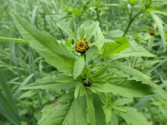 Trifid Bur-Marigold - Bidens tripartita, species information page