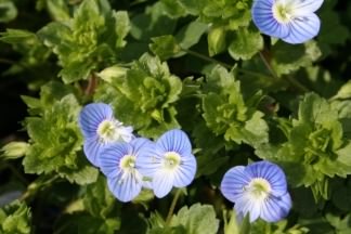 Common Field-speedwell - Veronica persica, species information page, photo licensed for reuse CCASA3.0