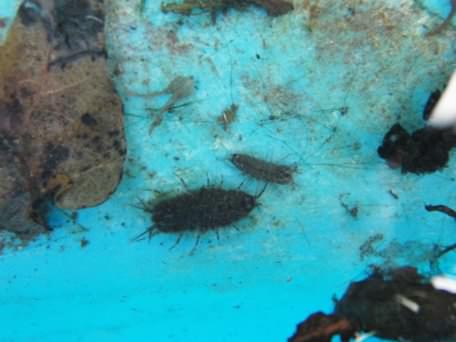 Water Louse - Asellus aquaticus, species information page