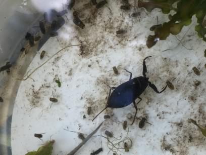 Water scorpion - Nepa cinerea, species information page