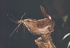 Wren (Winter Wren) - Troglodytes troglodytes, species information page