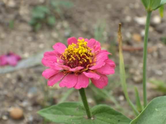 Common Zinia - Zinnia elegans, species information page